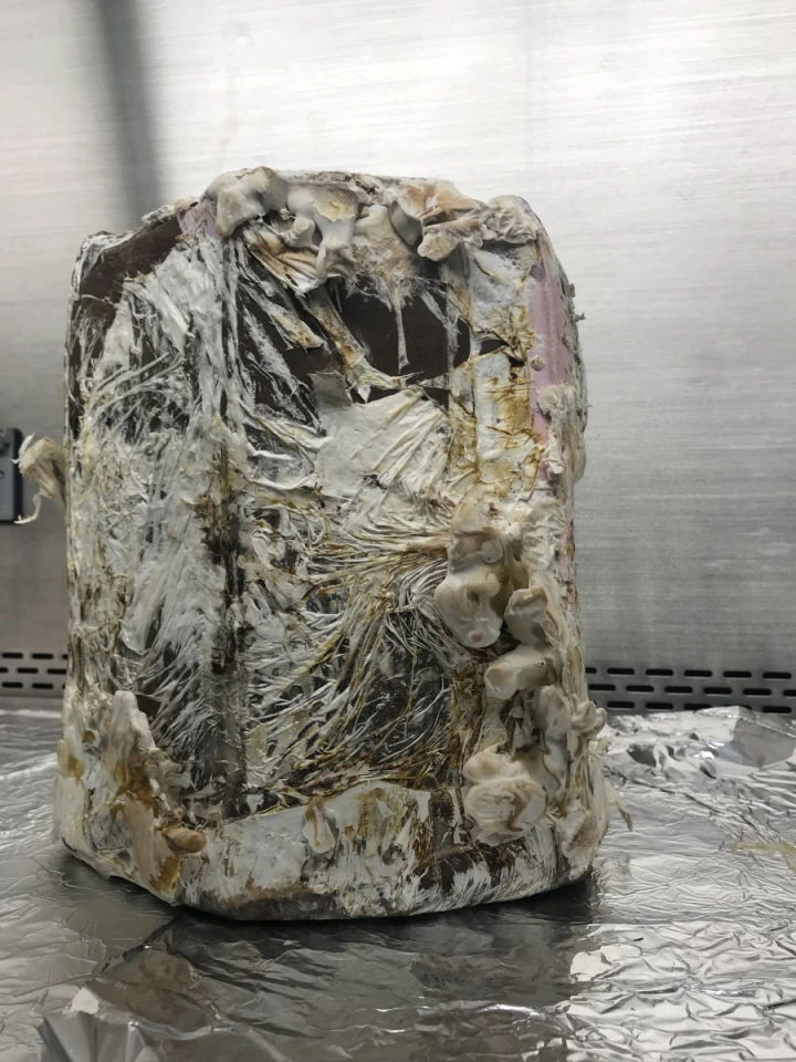 A prototype stool grown over two weeks