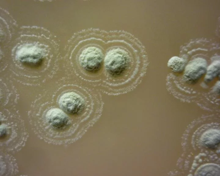 The newly-discovered bacteria strain Streptomyces sp. myrophorea, which has been found to produce potent antibiotics