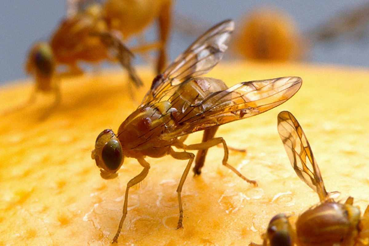 Inspiration from the fruit fly could simplify how wireless sensor networks communicate