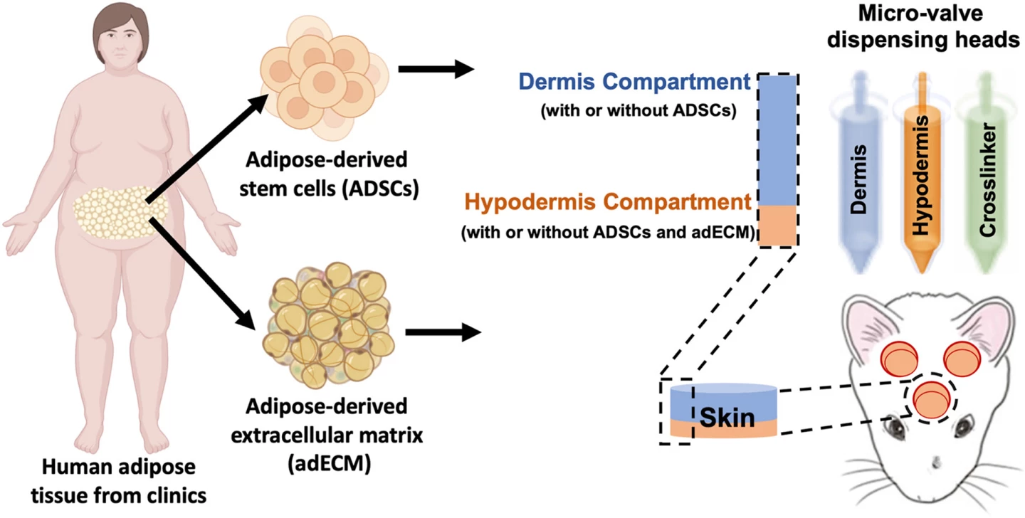 Schematic of the process of 3D-printing living skin