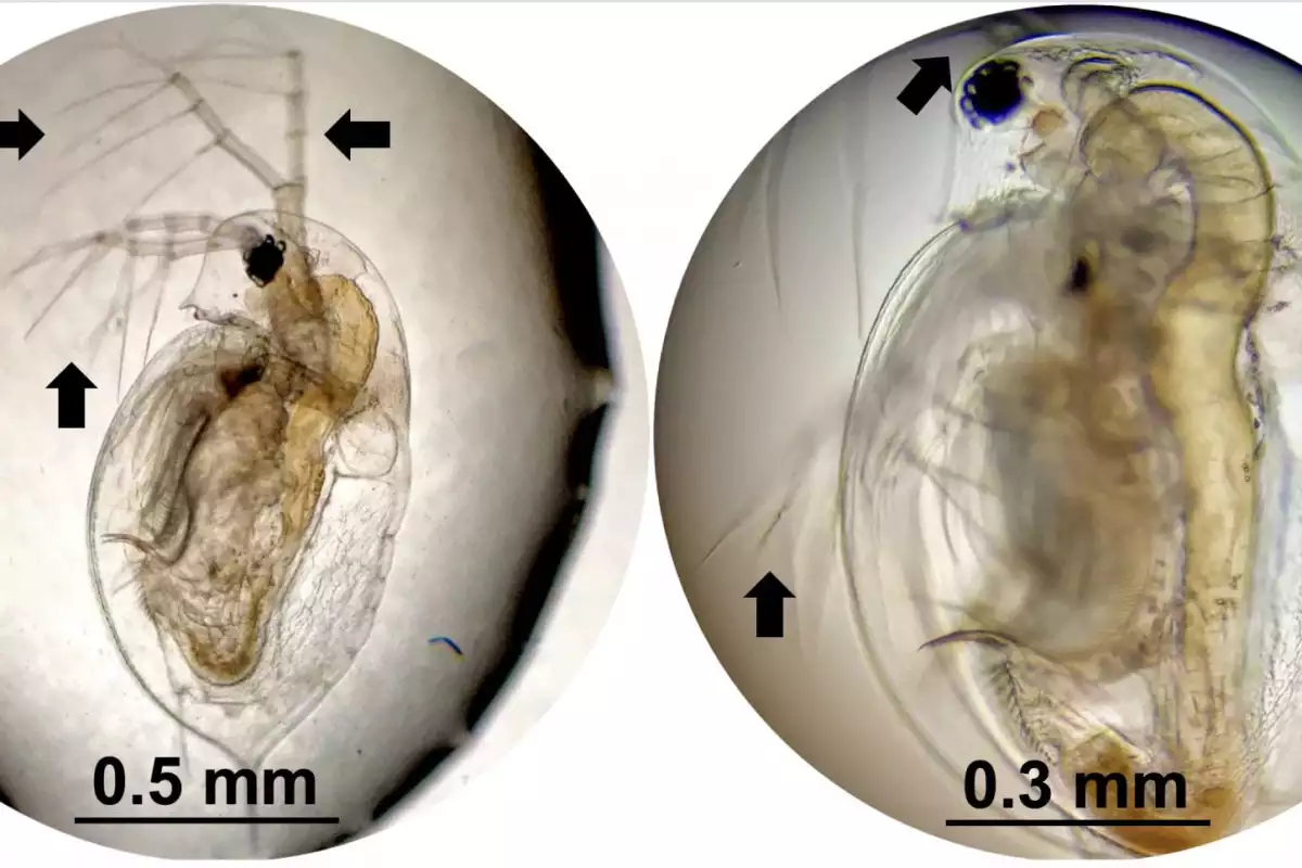 Daphnia plankton, before and after exposure to the nanodrills