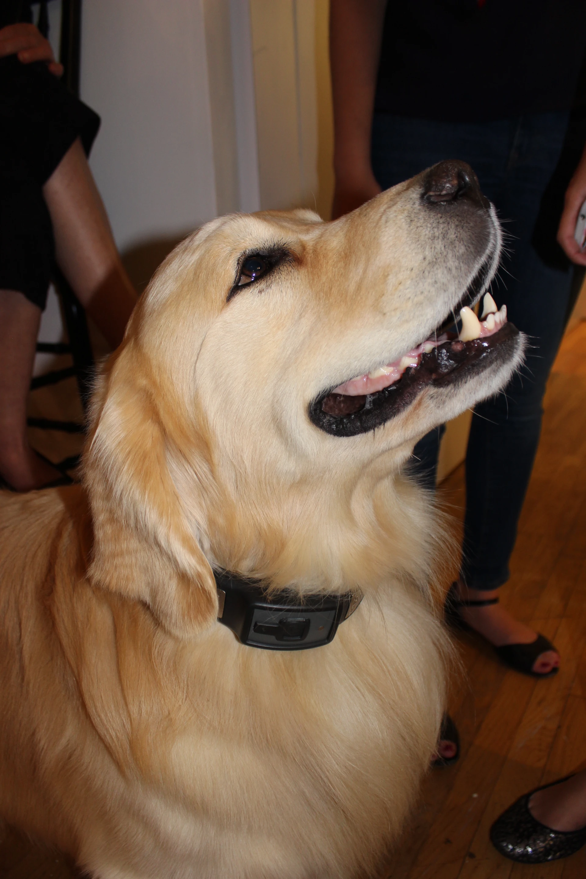 A happy, healthy dog wearing the Voyce health band at CE Week in New York (Photo: Ben Coxworth/Gizmag)