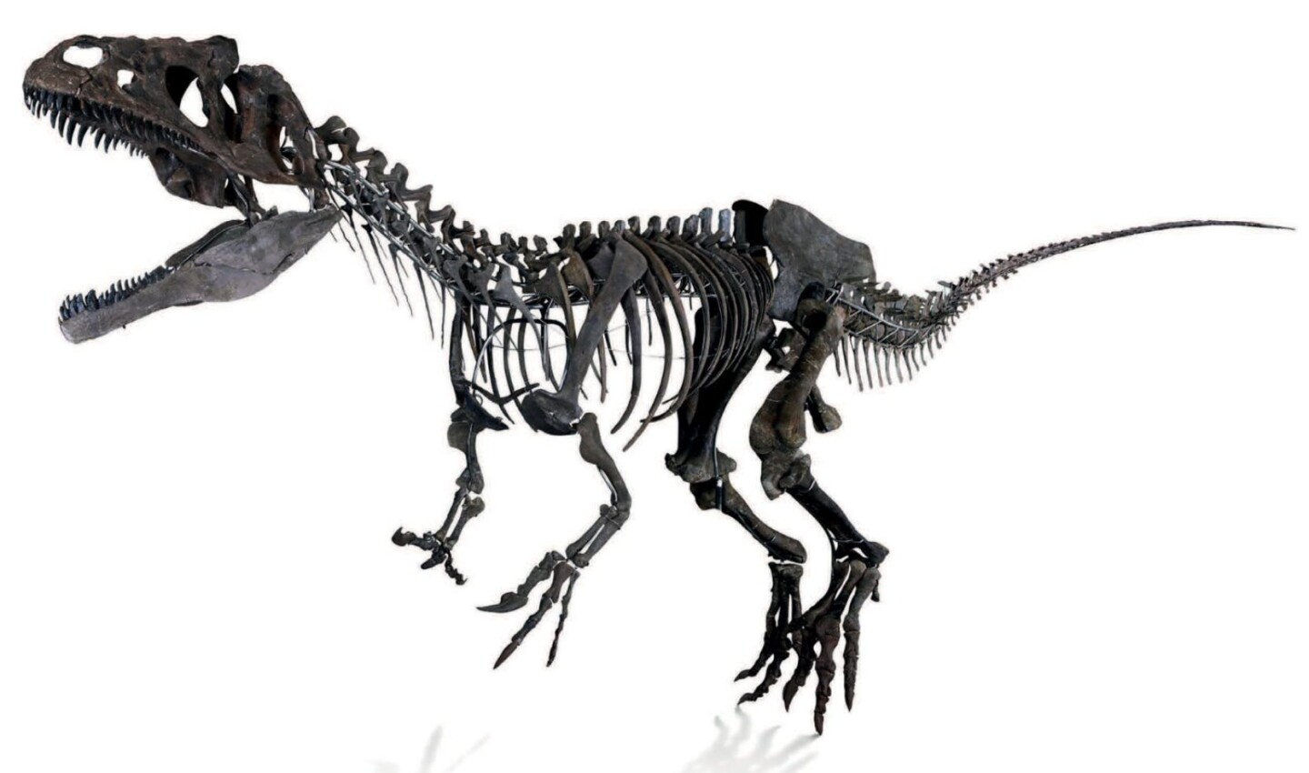 The almost complete 8.7-meters-long and 2.6 -meter-high dinosaur skeleton that sold at auction earlier this year