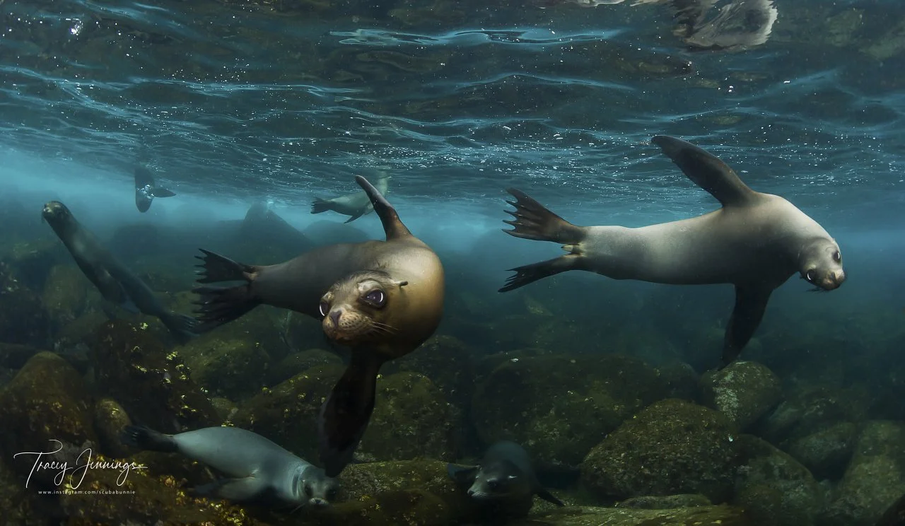 A judge's pick, Playing With Sealions, taken in the Galapogos