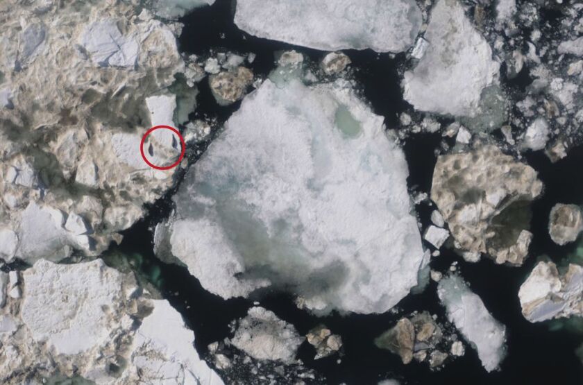 Seals on an ice flow, as picked out by the Boulder Labs image recognition system (Photo: CIRES)