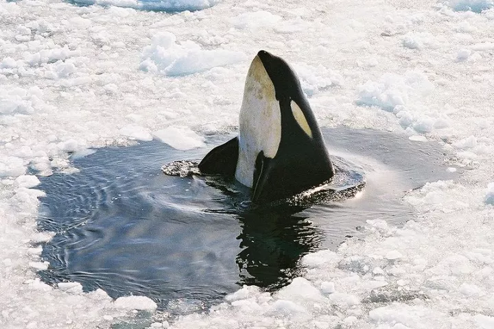 A new type of hydrophone, inspired by the ears of orcas, is reportedly much more sensitive than conventional devices