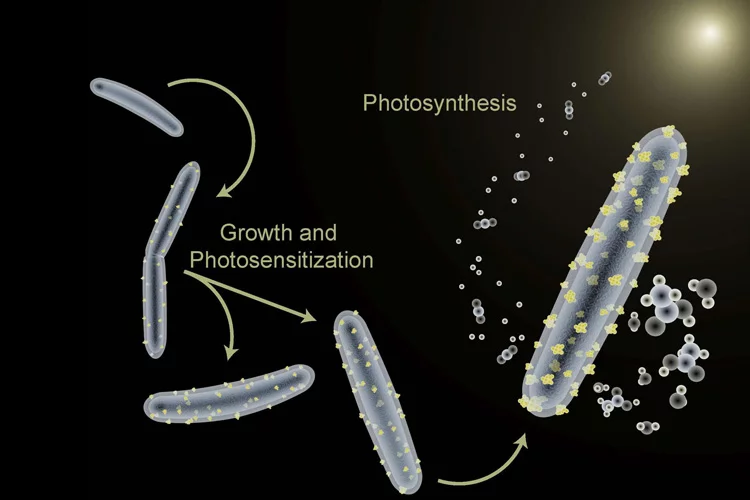 When fed cadmium, the bacteria decorate themselves in cadmium sulfide, which boosts the photosynthesis process