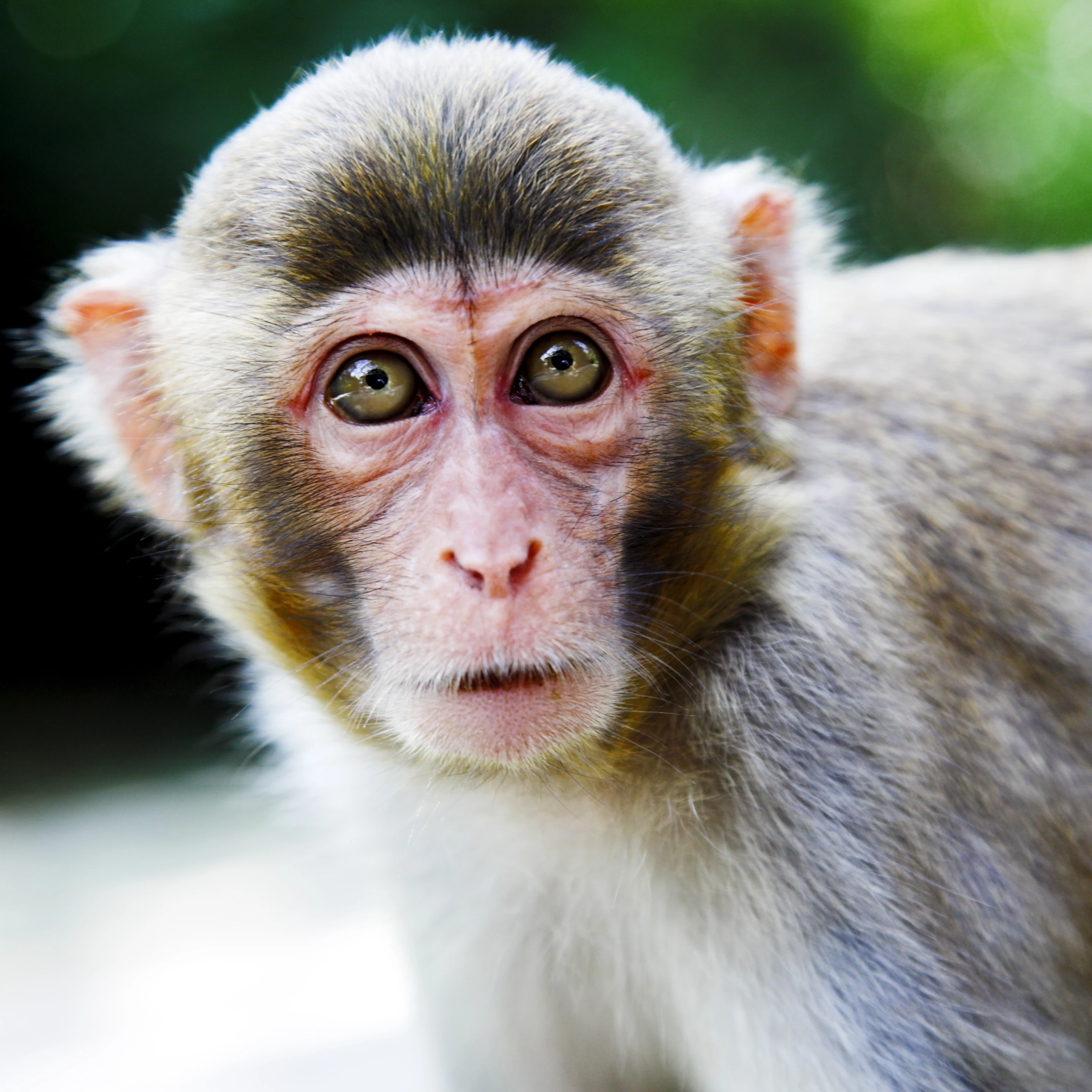 Researchers have developed a neuroprosthesis that restores hand movement in paralyzed monkeys (Photo: Shutterstock)