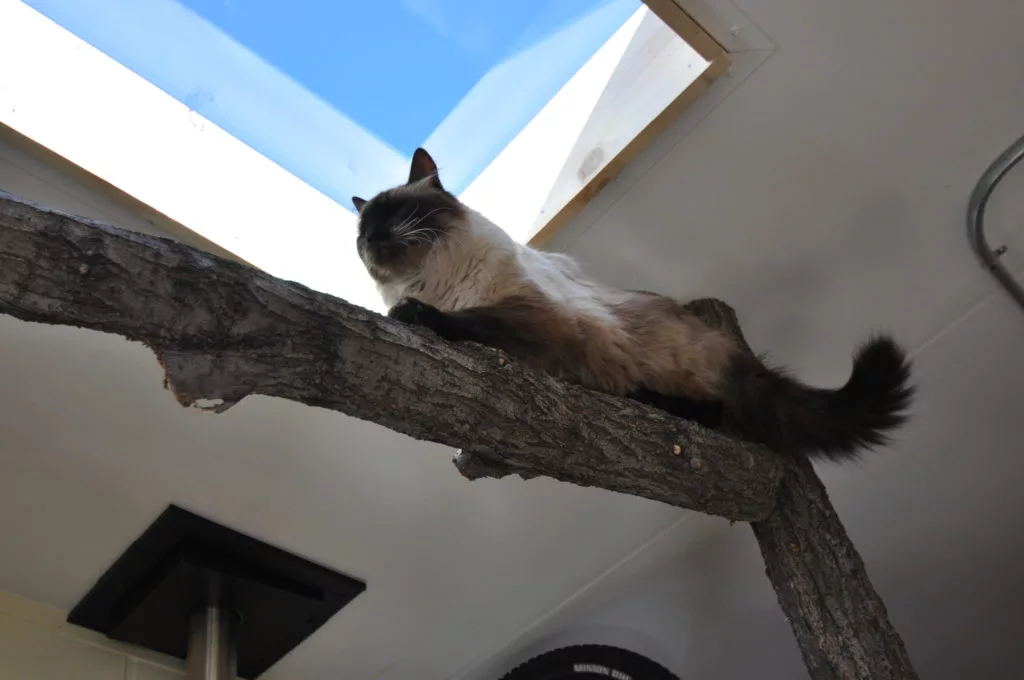 The Tucson includes a cat tree