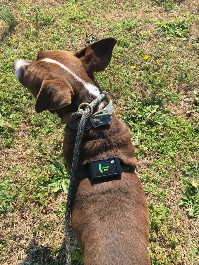 The Dawg Tag's color-coding system lets owners know when their pet is approaching the danger zone