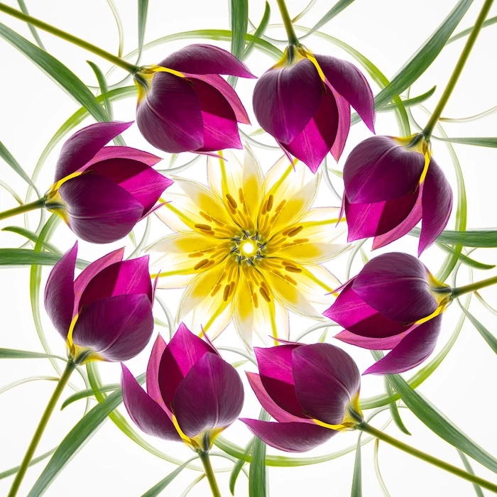 Mandala with Miniature Tulips by Elizabeth Kazda was the first place winner in the Plants & Fungi category of the 2020 Close-up Photographer of the Year. This artful composition was created in a lightbox using flowers from the photographer’s own garden.