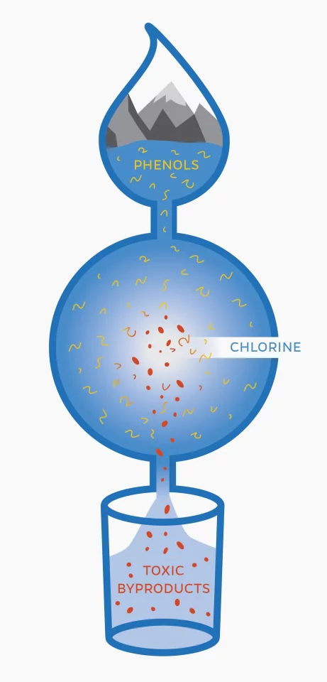 A diagram showing that chlorine in water treatment may react with natural compounds called phenols, creating toxic byproducts in drinking water