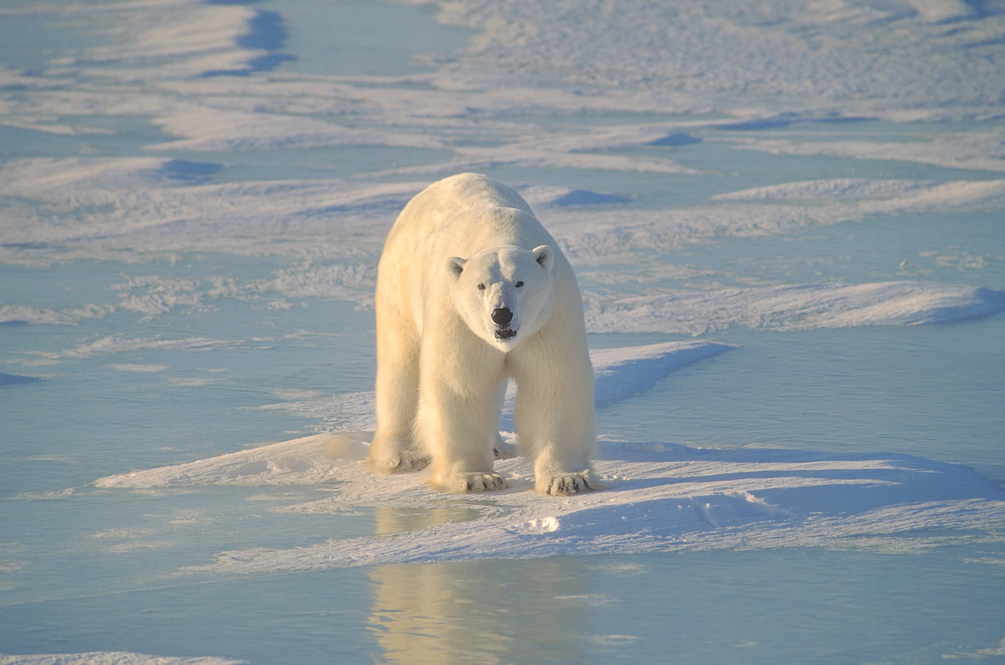 A new study examining the relationship between sea ice loss in the Arctic and polar bear survival offers a dire outlook for the species
