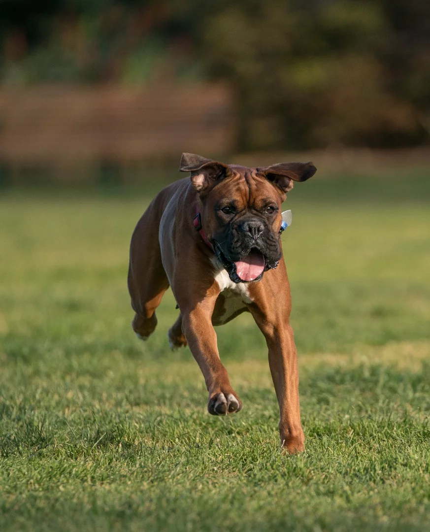 Sony a9 sample shot: ISO 100, f/2.8, 1/1600 sec