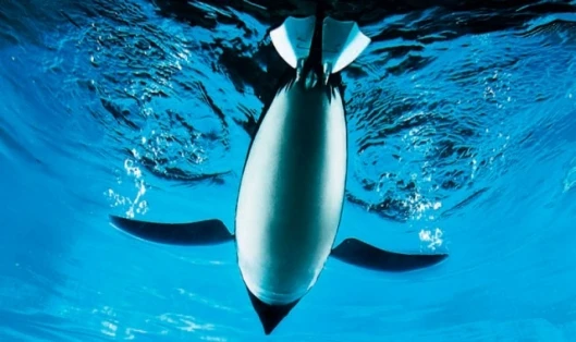 An AquaPenguin struts its stuff