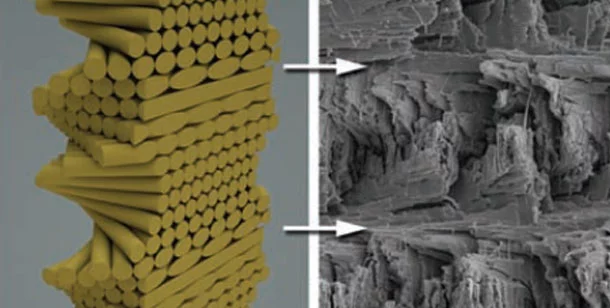 The helicoidal structure in the mantis shrimp's club stops the propagation of cracks (Image: Kisailus Lab/UCR)