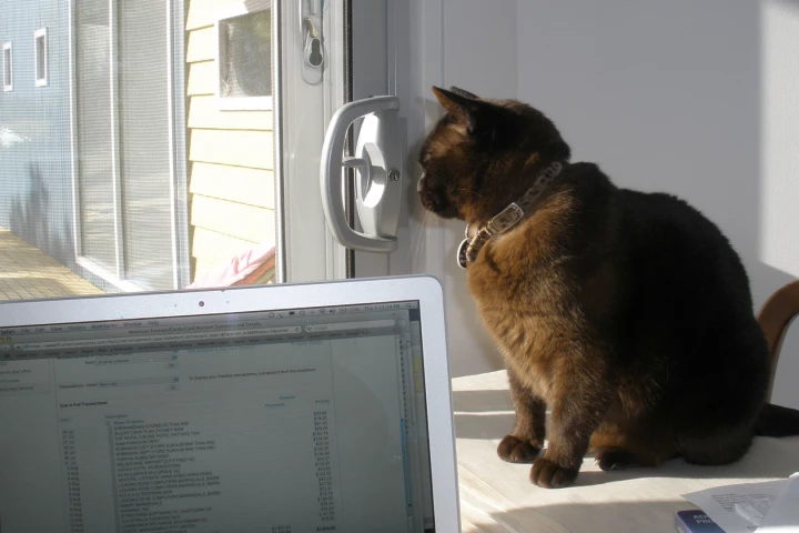 UK research has found that cats and dogs are owned by owners with similar characteristics but that cat owners are more educated