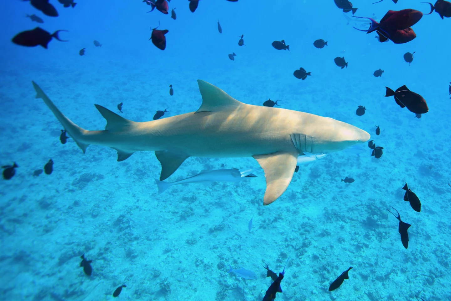 A modern lemon shark – just imagine this, but eight times bigger