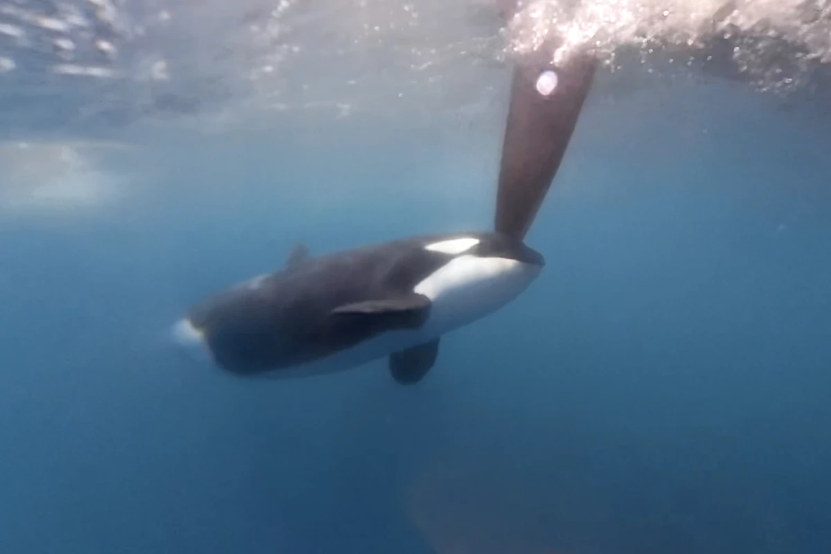 This orca gave a team competing in The Ocean Race a scare