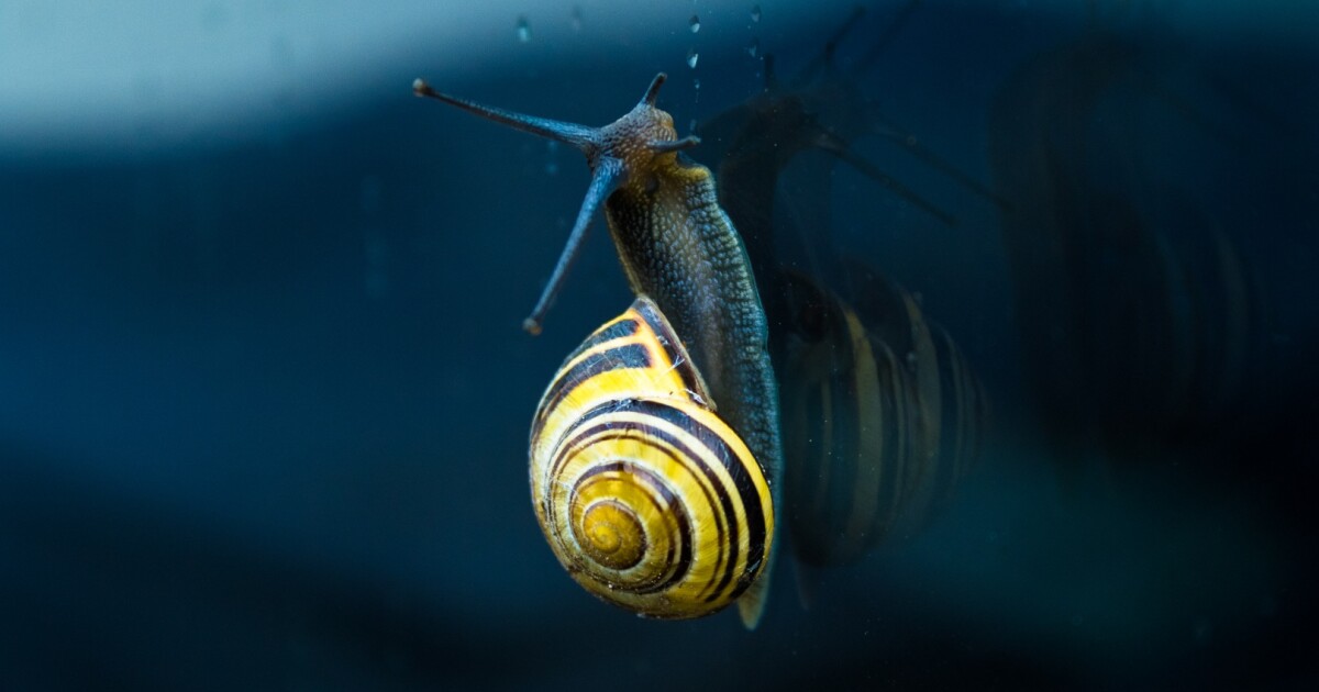 Snail slime inspires reversible, superstrong glue