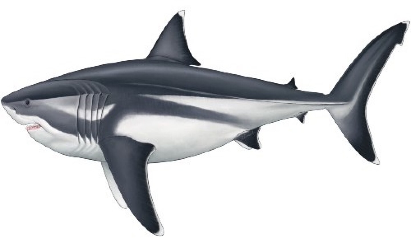 New analysis reveals just how big the monstrous Megalodon really was