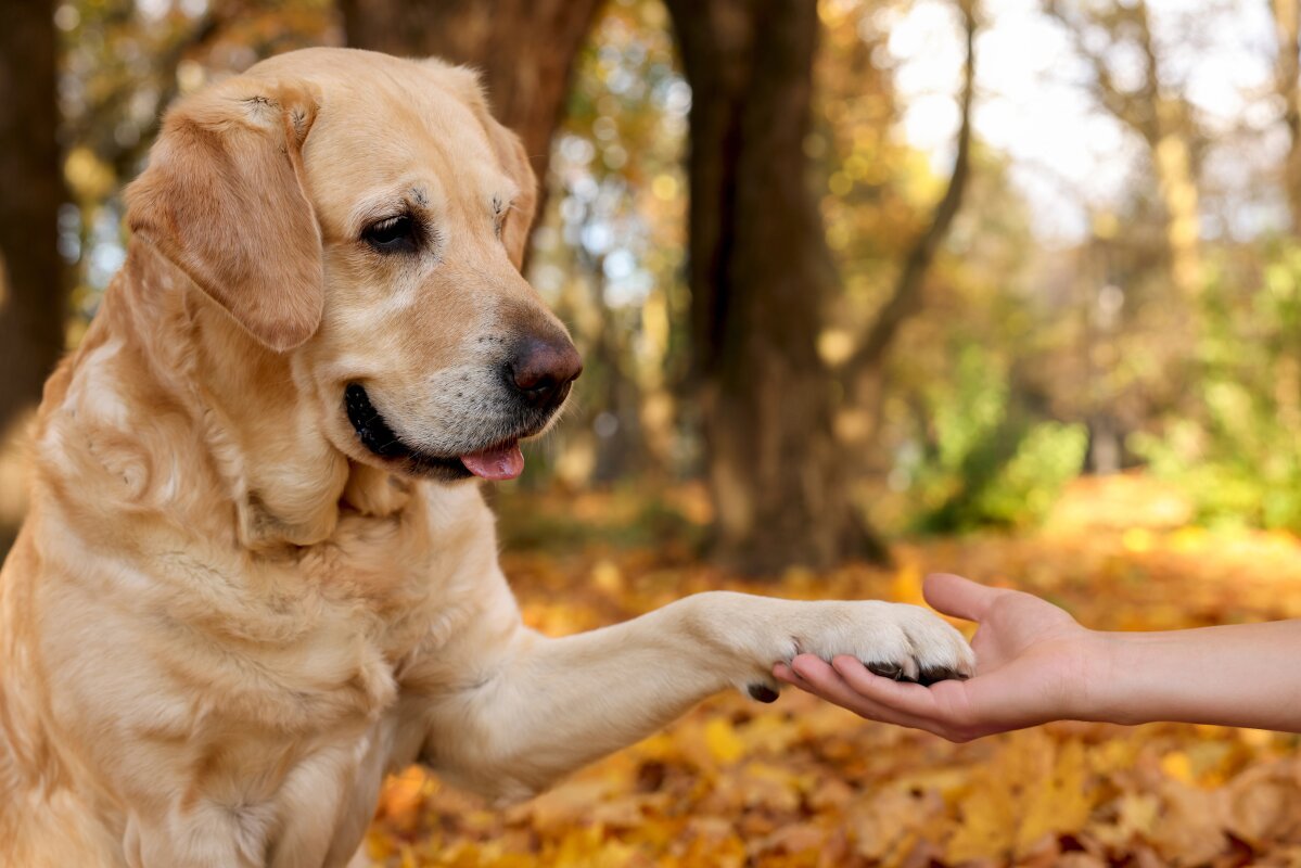 The paw your dog favors is a window into their brain and behavior