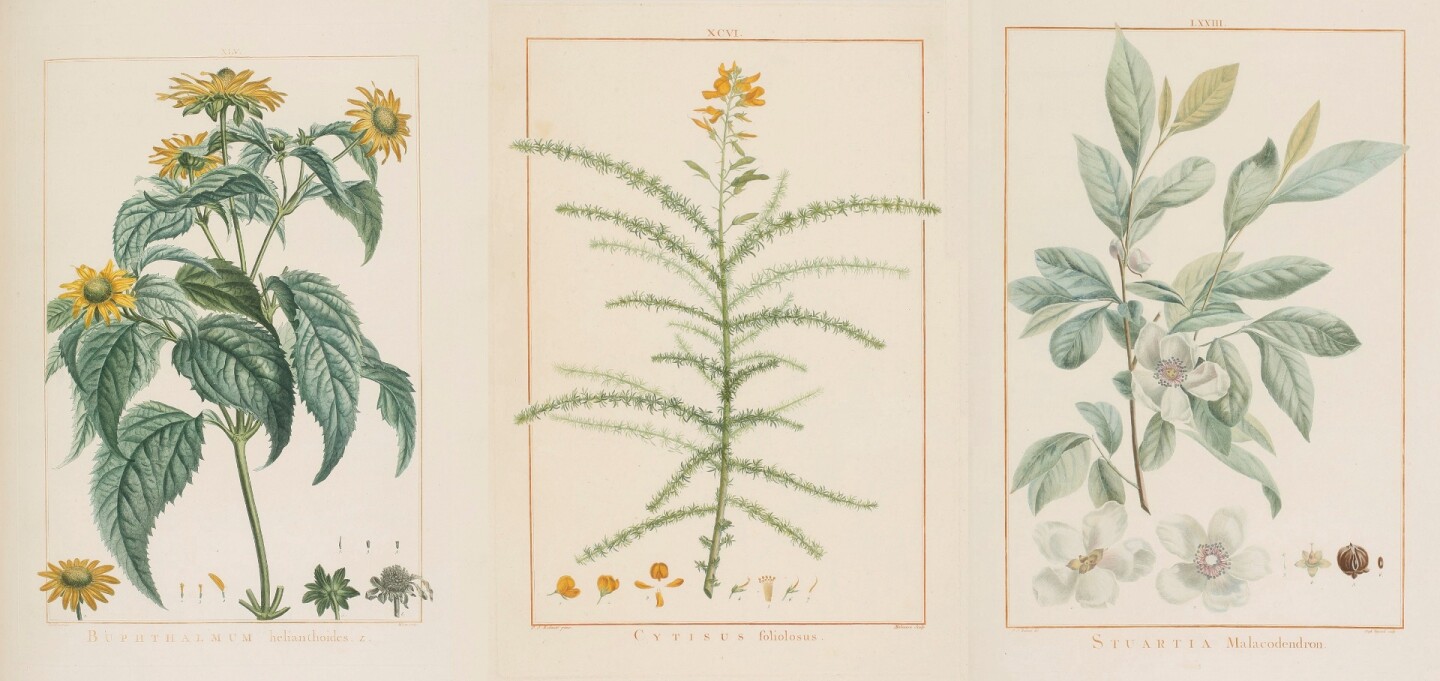 Stirpes novae, aut minus cognitae, quas descriptionibus et iconibus Illustravit was written by Charles Louis L'Héritier de Brutelle, one of the early great French botanists, and this particular lot is a very rare, complete, deluxe handcolored first edition of his first work. One of the influences on this price is no doubt the involvement of Pierre-Joseph Redouté, whose first tentative steps into commercialising his vast talent as a a botanical illustrator were in this very production. Redouté later gave L'Héritier the credit for starting him on his illustrious career. Two of Redoute's famous works are listed later in this 2017 top-sellers list and his famous book, Les Lilliaces was once the second most valuable book to have ever sold at auction, fetching $5,500,000 at a Sotheby's (New York) auction in November, 1985. This copy sold for $137,500 at Sothebys on October 26, 2017.