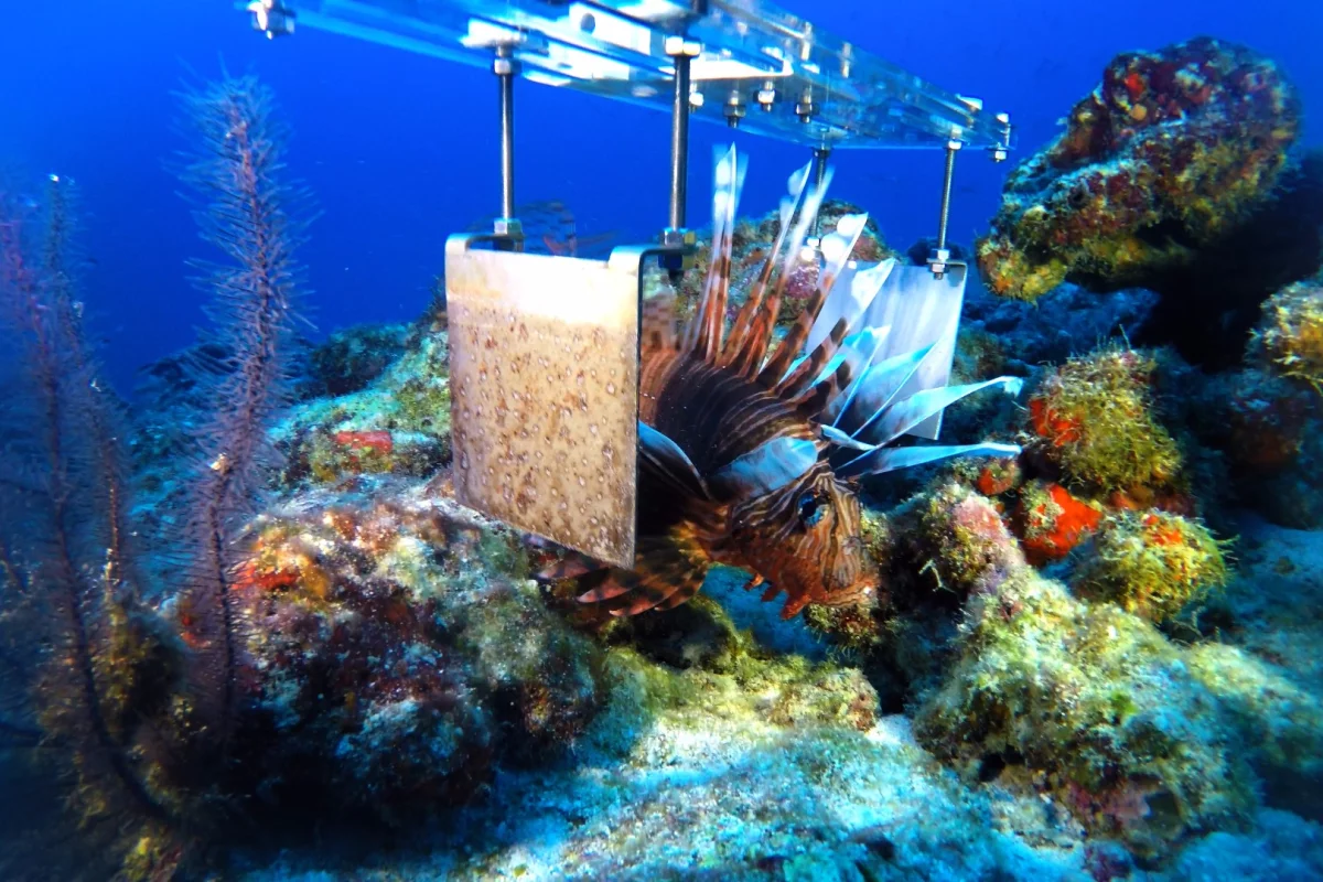 Lionfish with a prototype of the robot's stunner claw