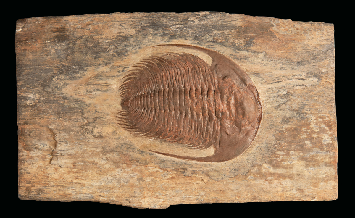 The extinct survivor | Price: $3,174 (£2,500) | Auction Link | Though now extinct, the Trilobite was one of Planet Earth's great survivors, first appearing in the fossil record 520 million years ago before finally falling prey to the Permian extinction after nearly 300 million successful years. Trilobites were so common and diverse that they are often used by geologists and paleontologists to date the rock formations in which they are found. This 11-inch fossil specimen of Acadoparadoxides briareus was found in Morocco and dates from the mid-Cambrian (509-497 million years ago) period, measuring 15 x 24 x 2 ½ inches (38 x 61 x 6.5cm).