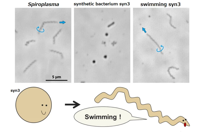 Microscope images of (from left) natural Spiroplasma, the synthetic bacteria syn3, and syn3 with Spiroplasma proteins inserted to allow it to move