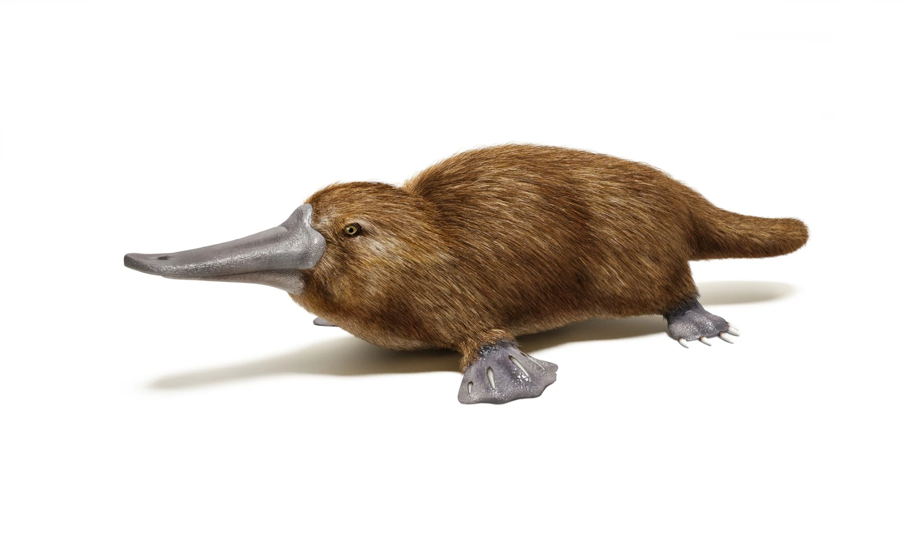 Scientists have found a completely novel protein in platypus milk that could hold unique antimicrobial properties