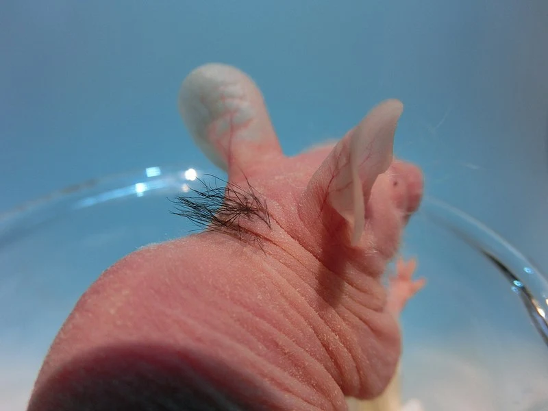 A previously hairless mouse following an implantation of bioengineered hair follicles recreated from adult tissue-derived stem cells - rear view
