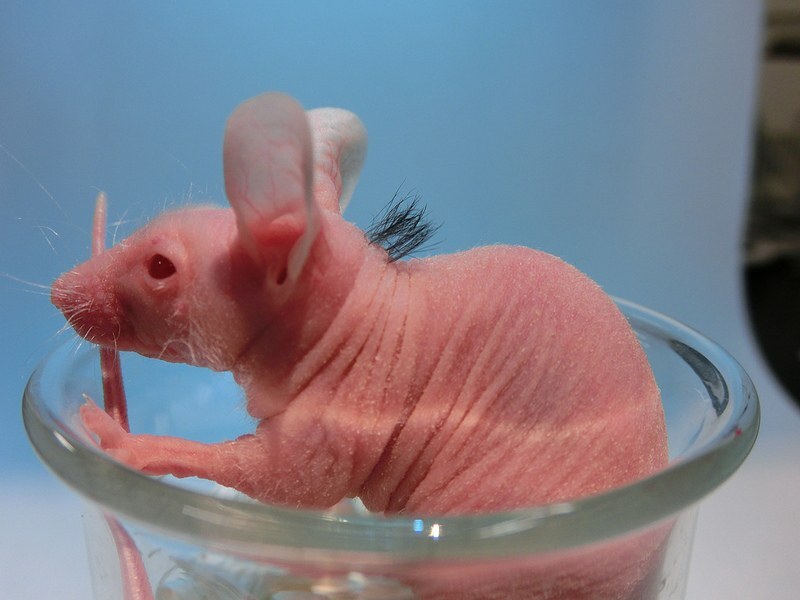 A previously hairless mouse following an implantation of bioengineered hair follicles recreated from adult tissue-derived stem cells - side view
