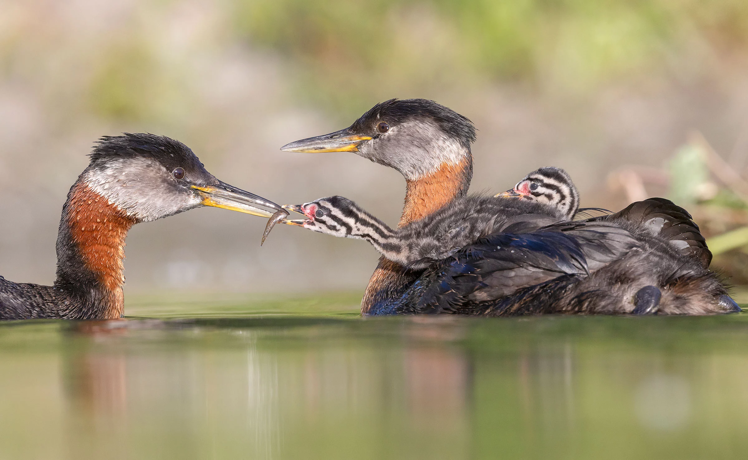 Youth Honorable Mention: Red-necked grebes (Podiceps grisegena) by Edwin Liu, Colonel Samuel Smith Park, Etobicoke, ON, Canada