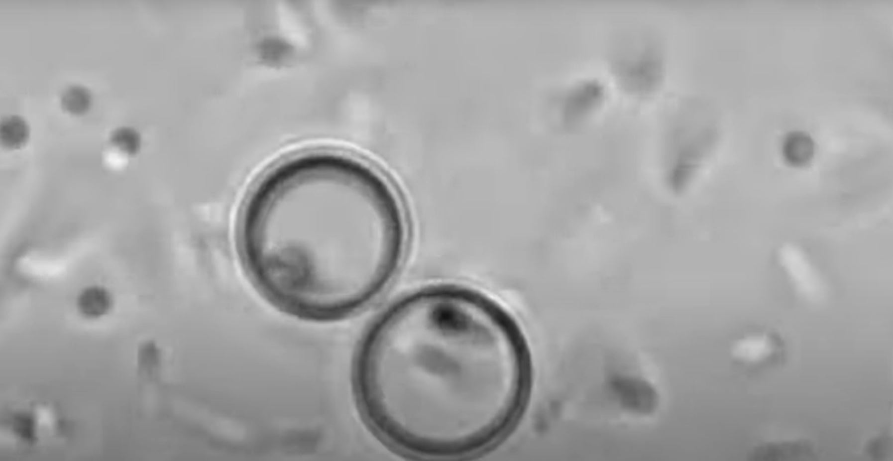 Artificial cells created that imitate basic functions of living cells