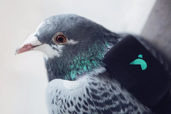 One of the air-patrolling pigeons with its snazzy backpack