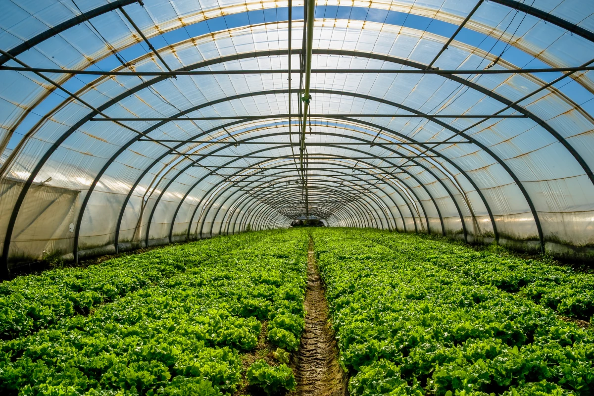 A new study has found that crops can grow in greenhouses with built-in transparent solar cells