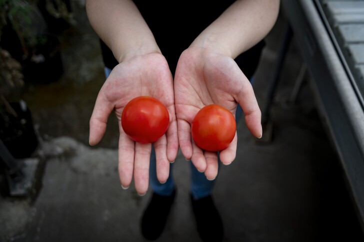 A researcher compares the new tomato genetically engineered to be higher in vitamin D (left) with a regular wild tomato (right)