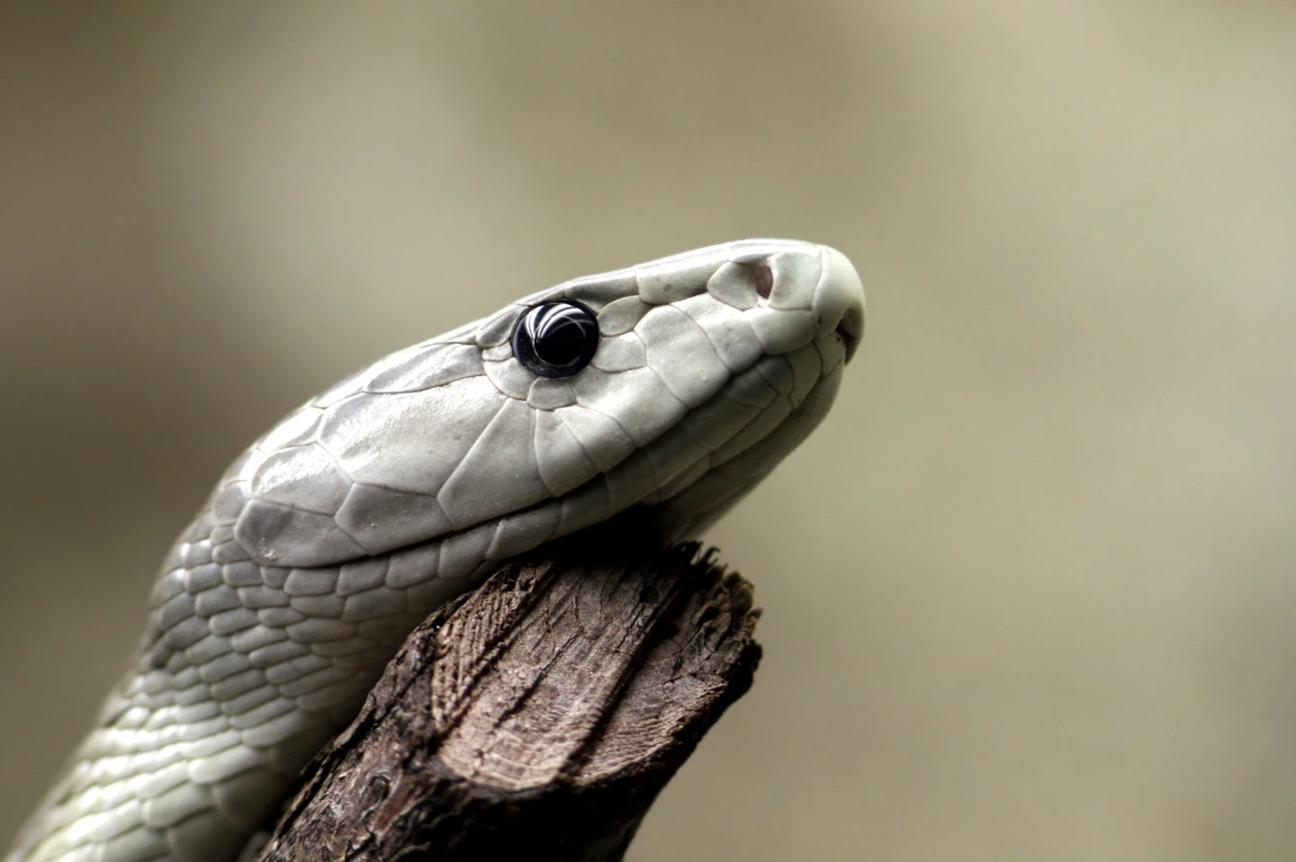 The pan-antivenom developed in the study effectively blocked the poison of the black mamba, seen here