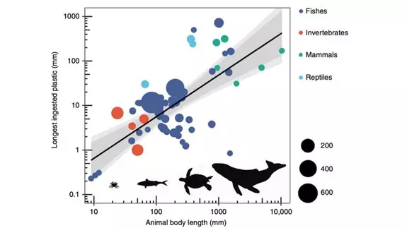 Scientists say the ratio of the size of marine animals to the maximum size of pieces of plastic they can consume is generally around 20:1