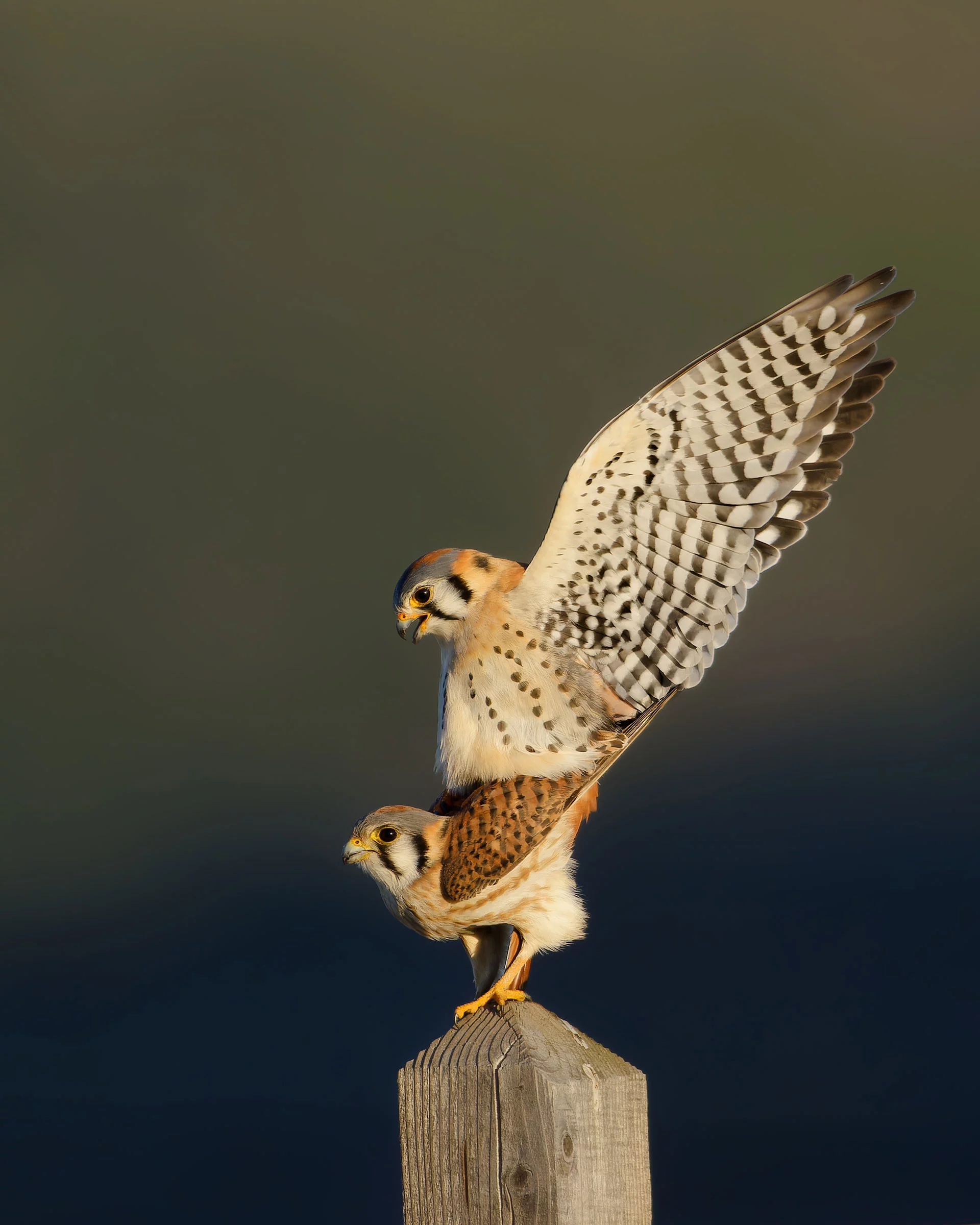 Youth Winner: American kestrel (Falco sparverius) by Parham Pourahmad, Calero County Park, San Jose, California, US