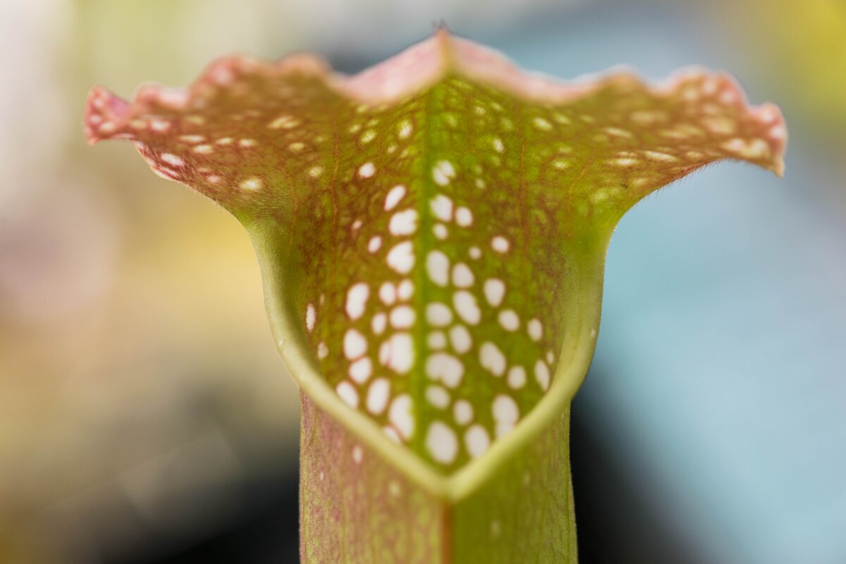 This plant could be the smartest carnivore on the planet