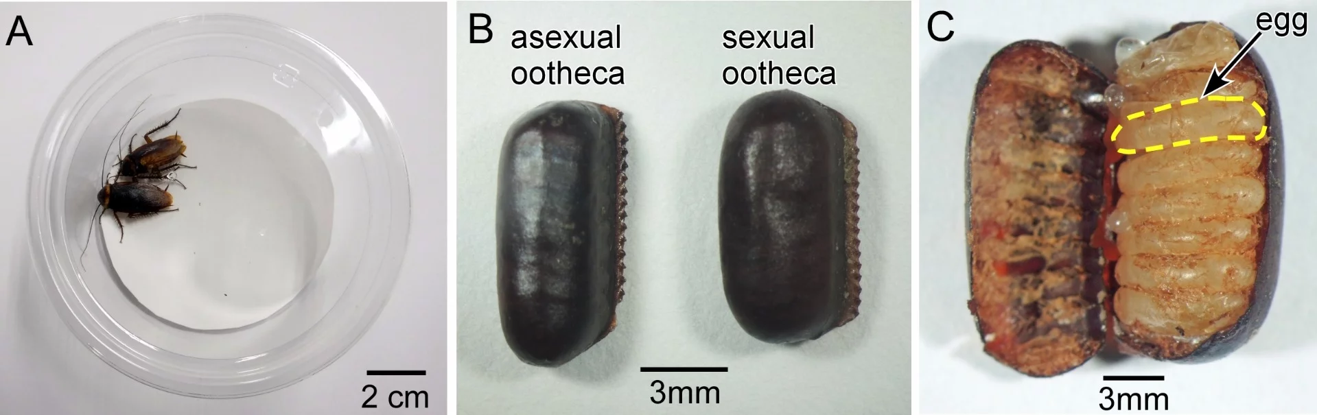 (A) Two virgin female cockroaches (B) A comparison of egg cases (C) A close-up of the interior of an egg case