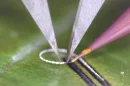 The Meta-NFS device concentrates microwave energy into a zone smaller than 200 micrometers, about the width of a human hair, enabling electronics to be printed onto bone, tissue, and living plants