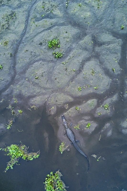 American Alligator: Commended in the Wildlife category