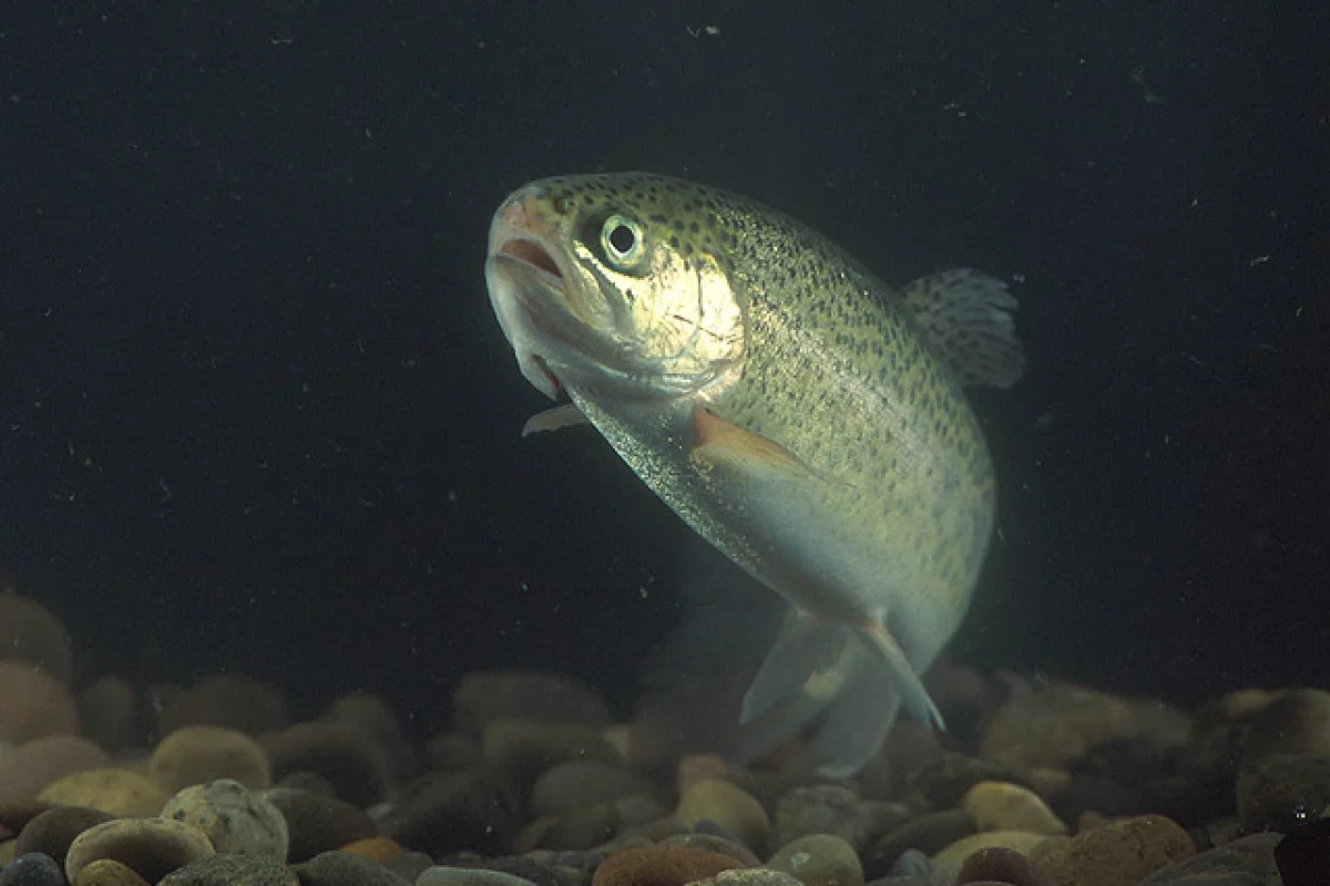 A new study suggests that exposure to titanium oxide nanoparticles causes rainbow trout to develop holes in their brains