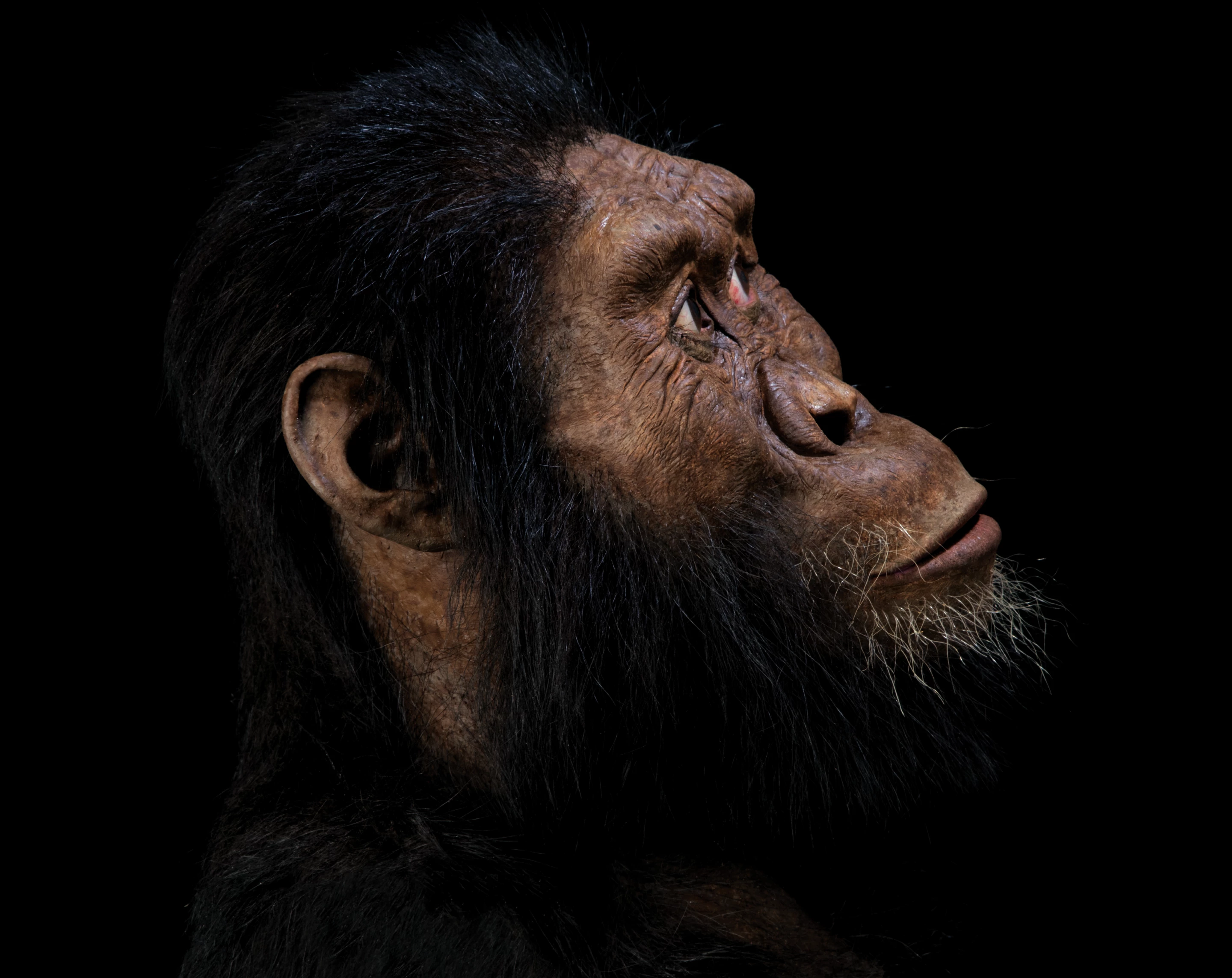 The new information reveals that Australopithecus anamensis had a strange mix of primitive and advanced features, which shakes up the accepted timeline of human evolution