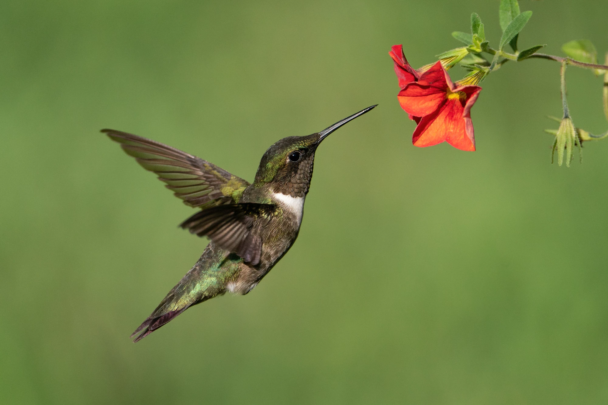 A study has found hummingbirds regularly ingest alcohol with their nectar