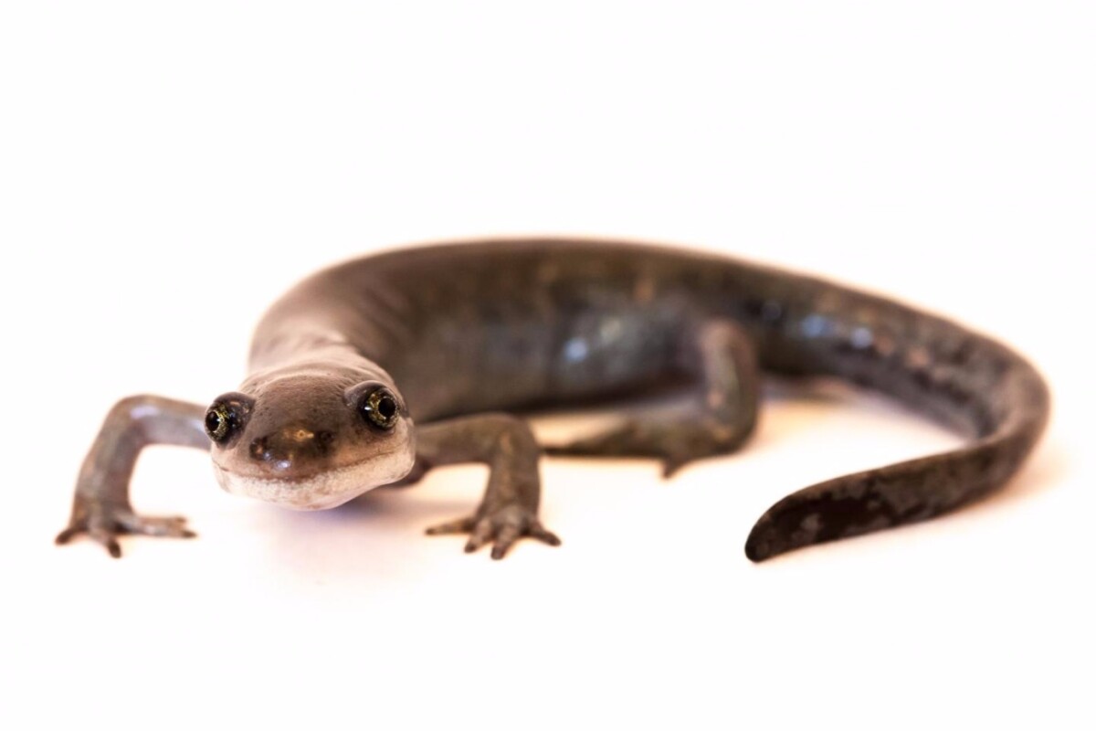 Unisexual salamanders blend genetic material from multiple partners