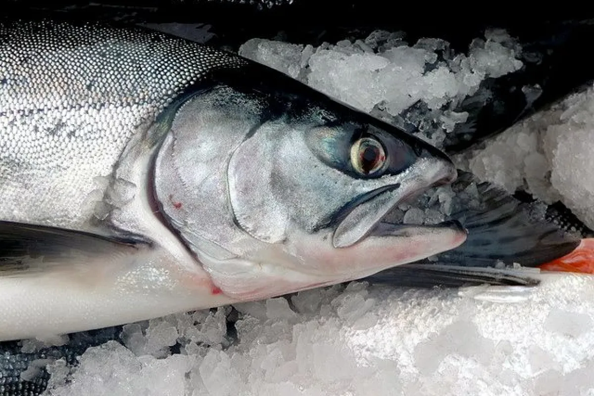 Scientists have created a rudimentary data storage device using salmon DNA (Photo: Isaac Wedin)